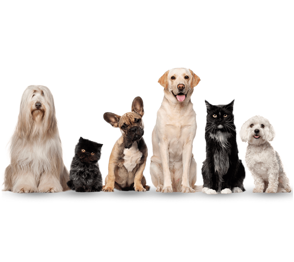 Pet insurance